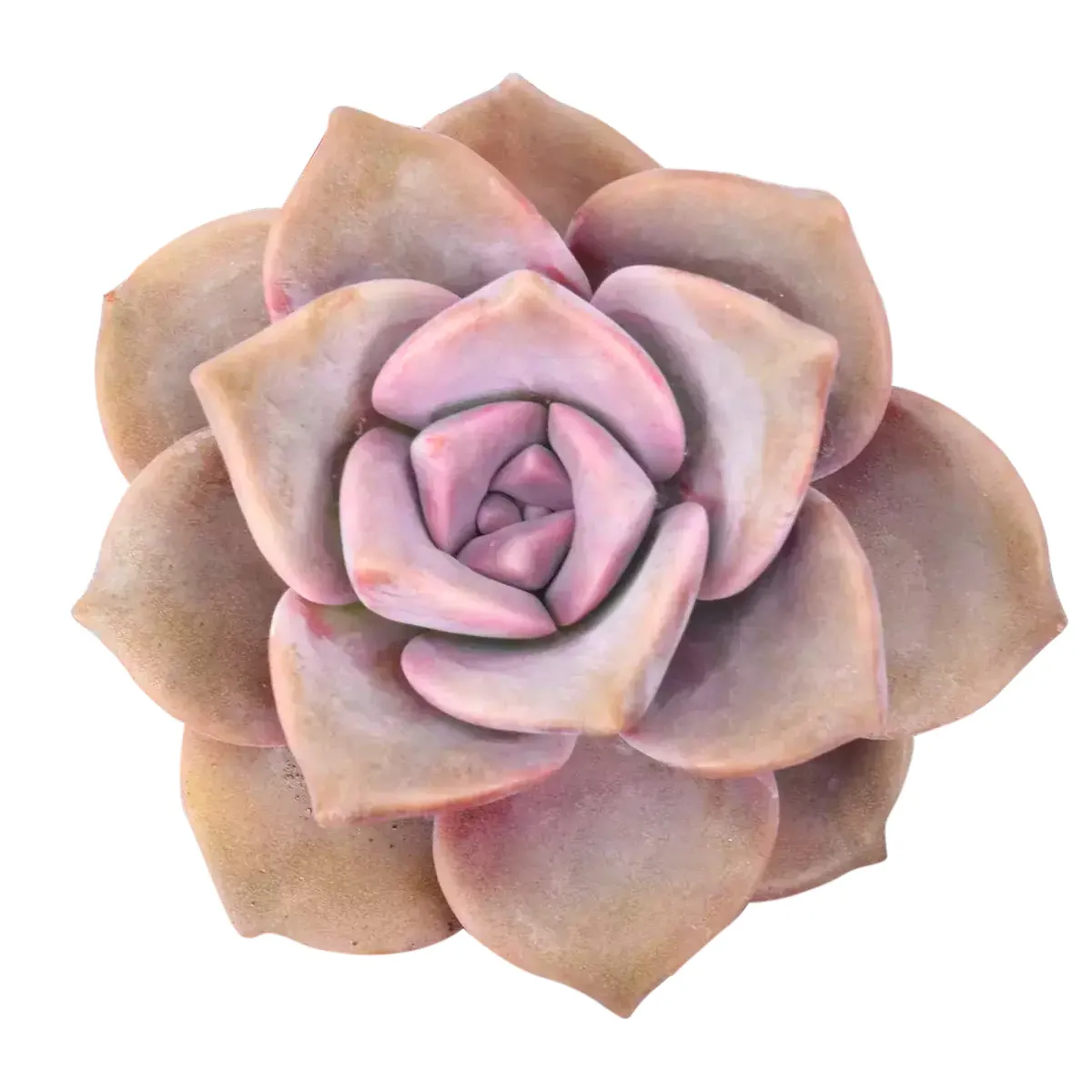 Gift Plant | Succulent Gift Plant