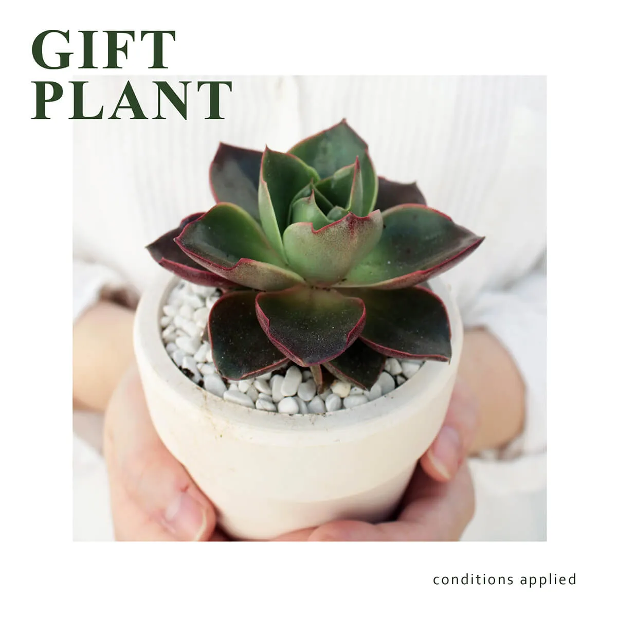Gift Plant | Succulent Gift Plant