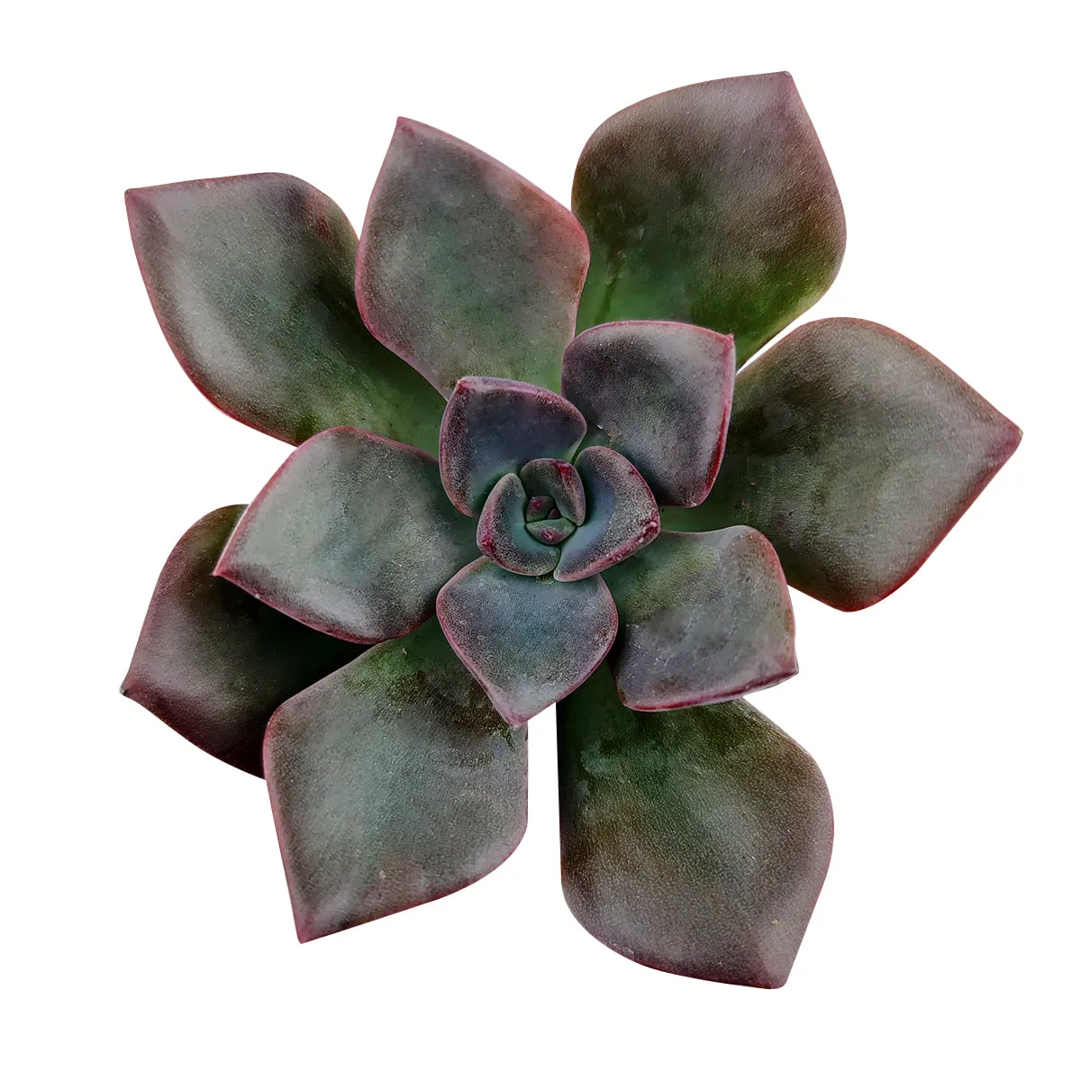 Gift Plant | Succulent Gift Plant
