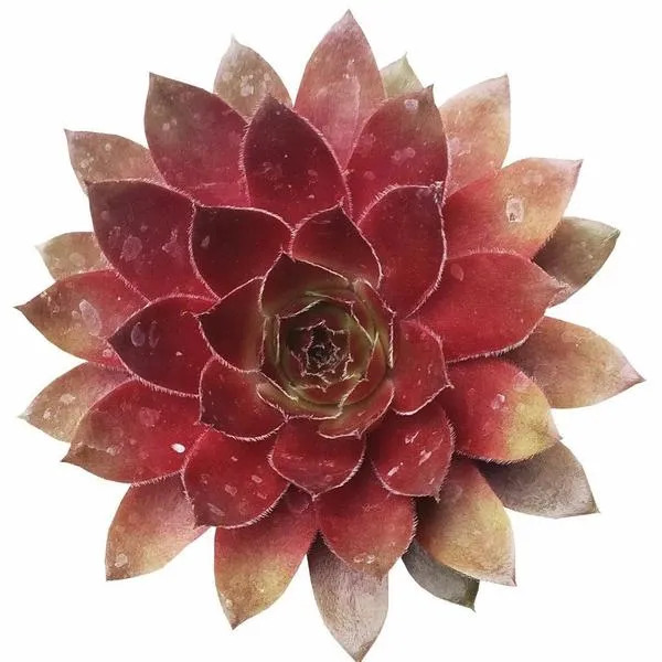 Gift Plant | Succulent Gift Plant